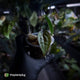 Anthurium 'Ace of Spades Dark Form' (ex. SKG)