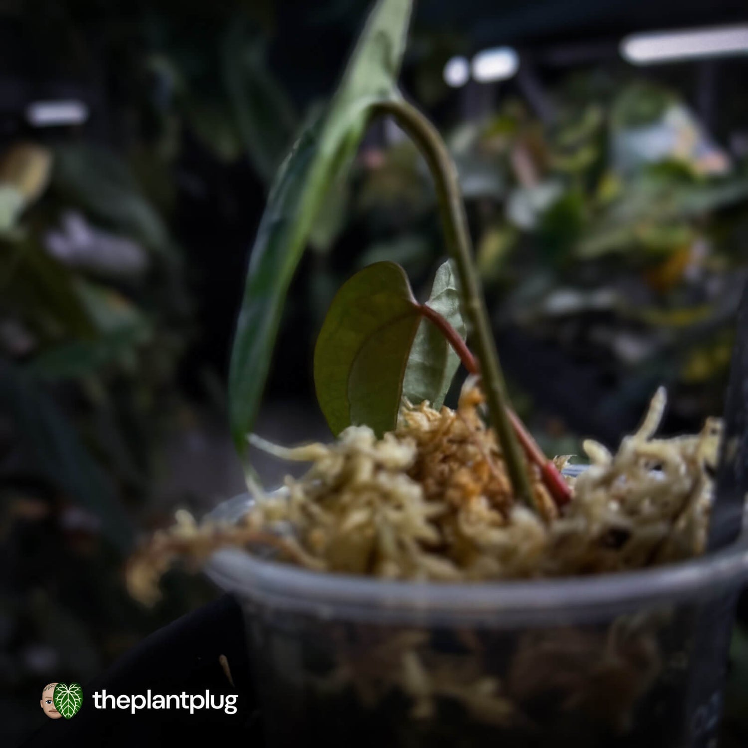 Anthurium 'Ace of Spades Dark Form' (ex. SKG)