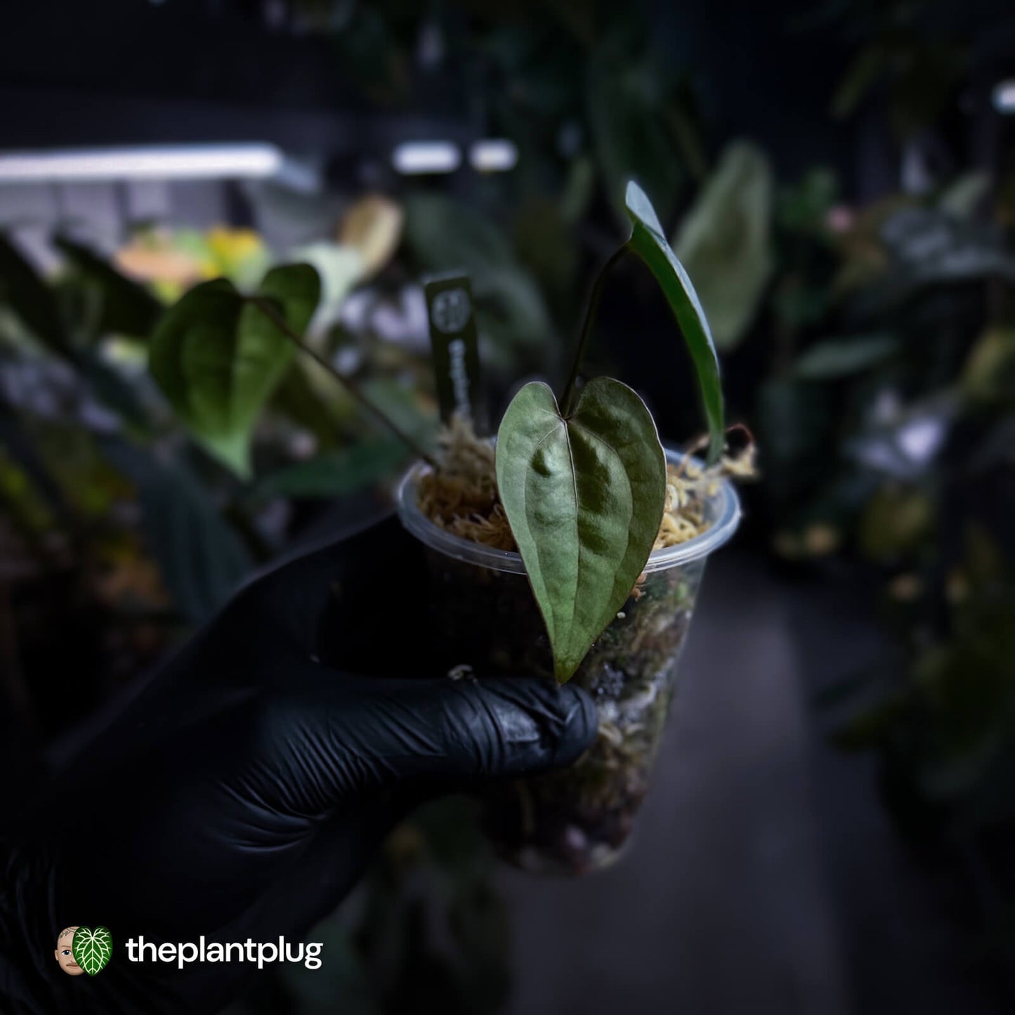 Anthurium 'Ace of Spades Dark Form' (ex. SKG)
