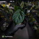 Anthurium 'HU' x 'RVDP'