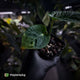 Anthurium 'HU' x 'RVDP'