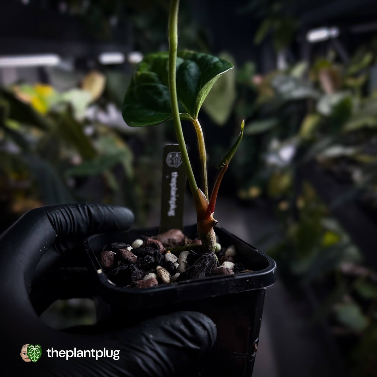 Anthurium 'HU' x 'RVDP'