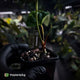 Anthurium 'HU' x 'RVDP'