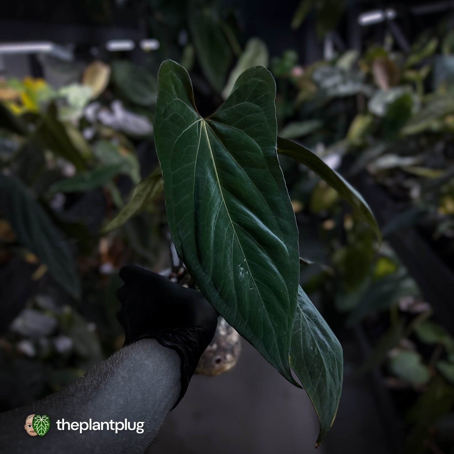 Anthurium papillilaminum 'FSRL' x [(dress x carla) x antolakii] 🌟
