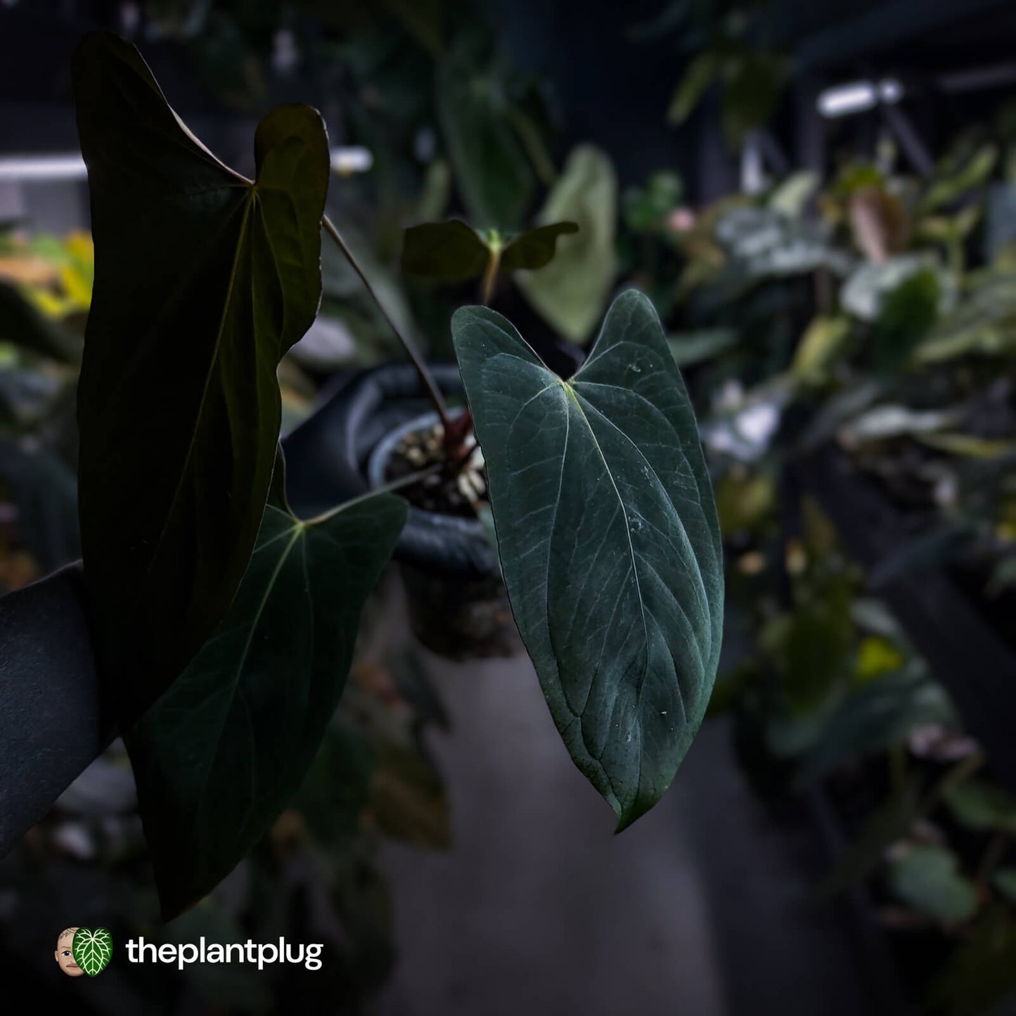 Anthurium papillilaminum 'FSRL' x [(dress x carla) x antolakii] 🌟
