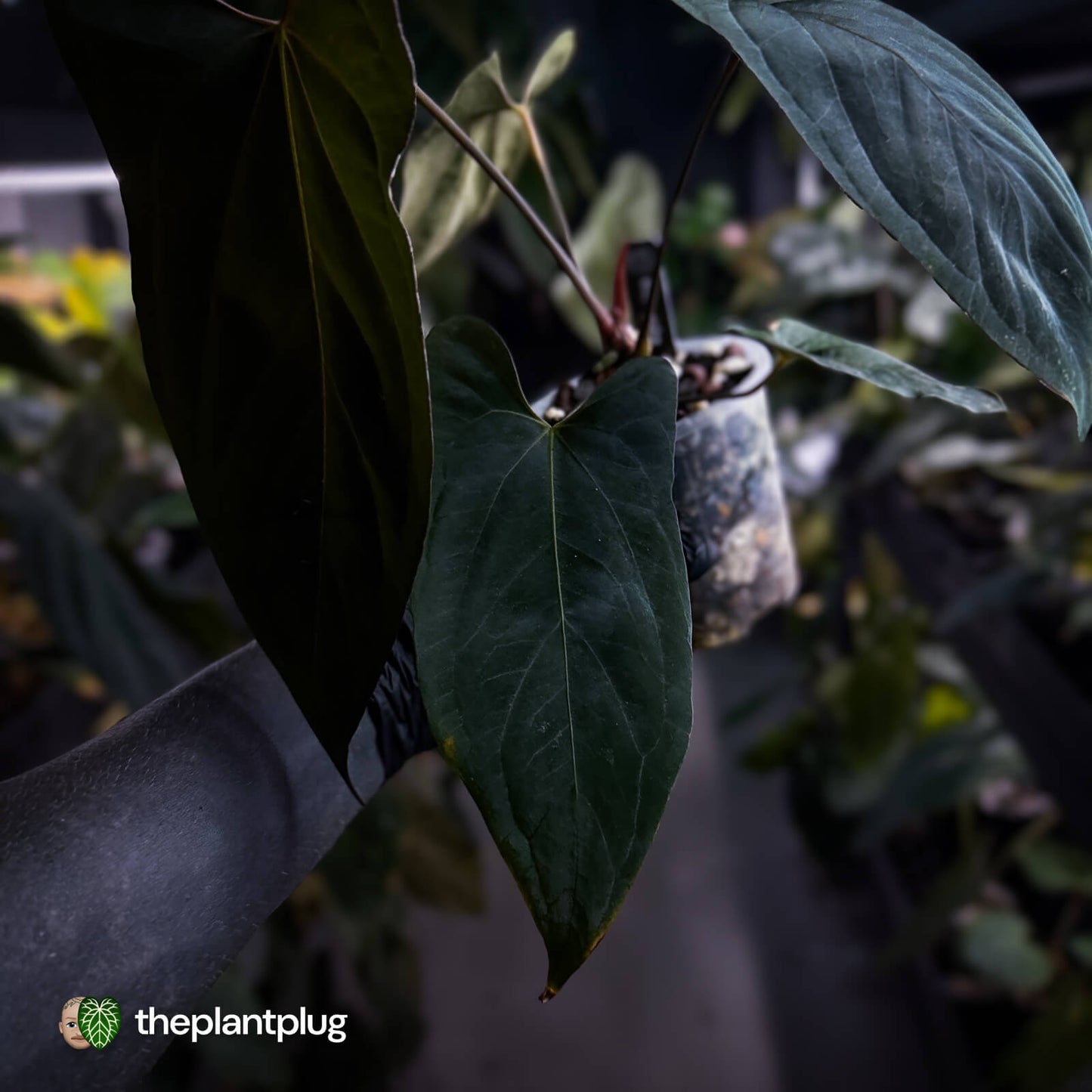 Anthurium papillilaminum 'FSRL' x [(dress x carla) x antolakii] 🌟