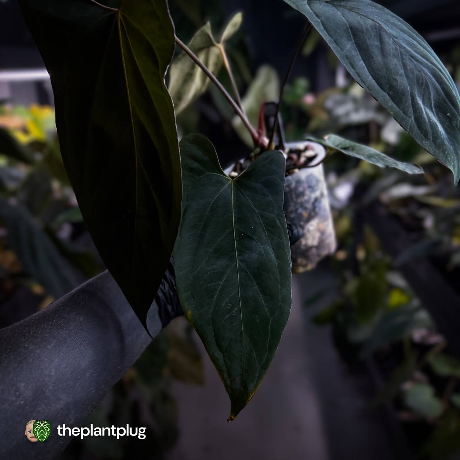 Anthurium papillilaminum 'FSRL' x [(dress x carla) x antolakii] 🌟