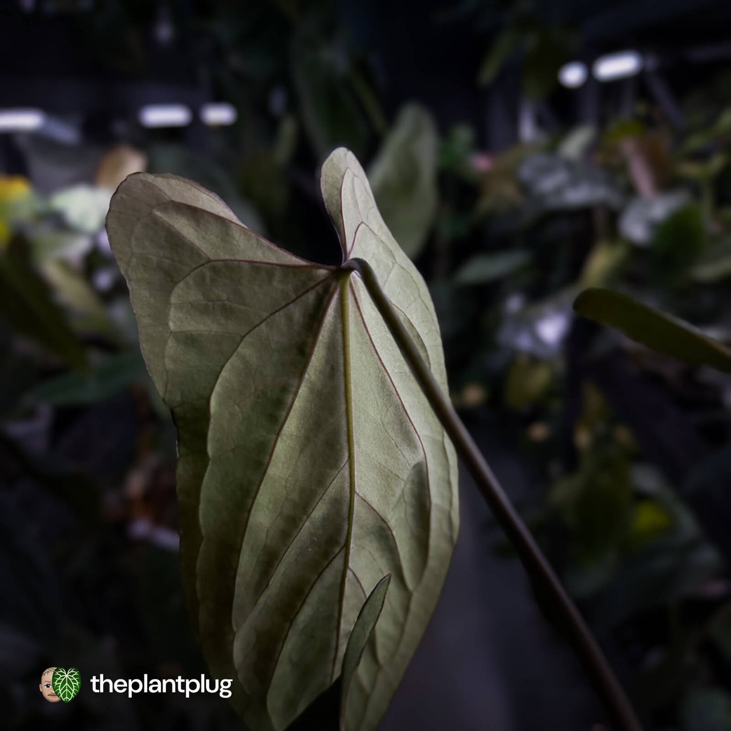 Anthurium papillilaminum 'FSRL' x [(dress x carla) x antolakii] 🌟