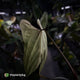 Anthurium papillilaminum 'FSRL' x [(dress x carla) x antolakii] 🌟