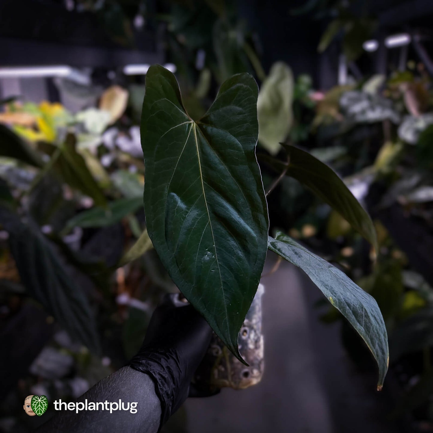 Anthurium papillilaminum 'FSRL' x [(dress x carla) x antolakii] 🌟