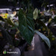 Anthurium papillilaminum 'FSRL' x [(dress x carla) x antolakii] 🌟