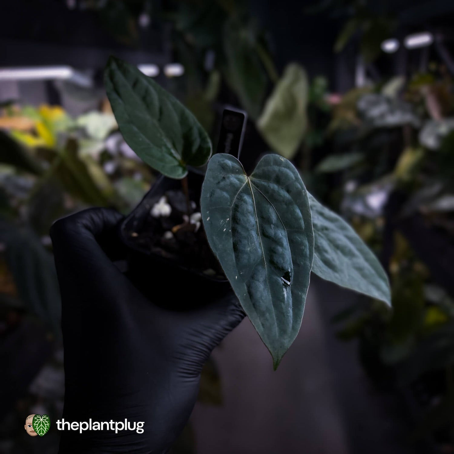 Anthurium Midnight Velvet 'Deep Ruby' x 'Bloodmoon' 🩸