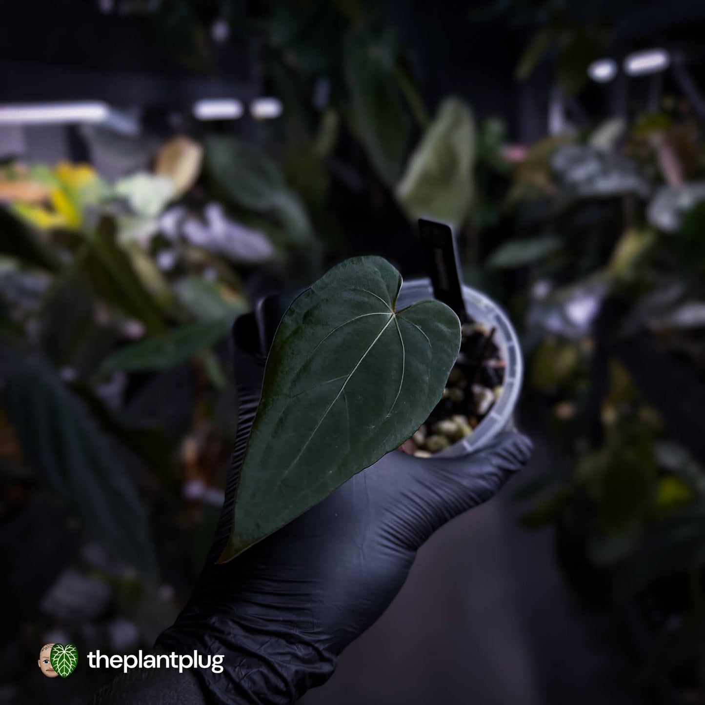 Anthurium #BlackBasilisk '1' • select