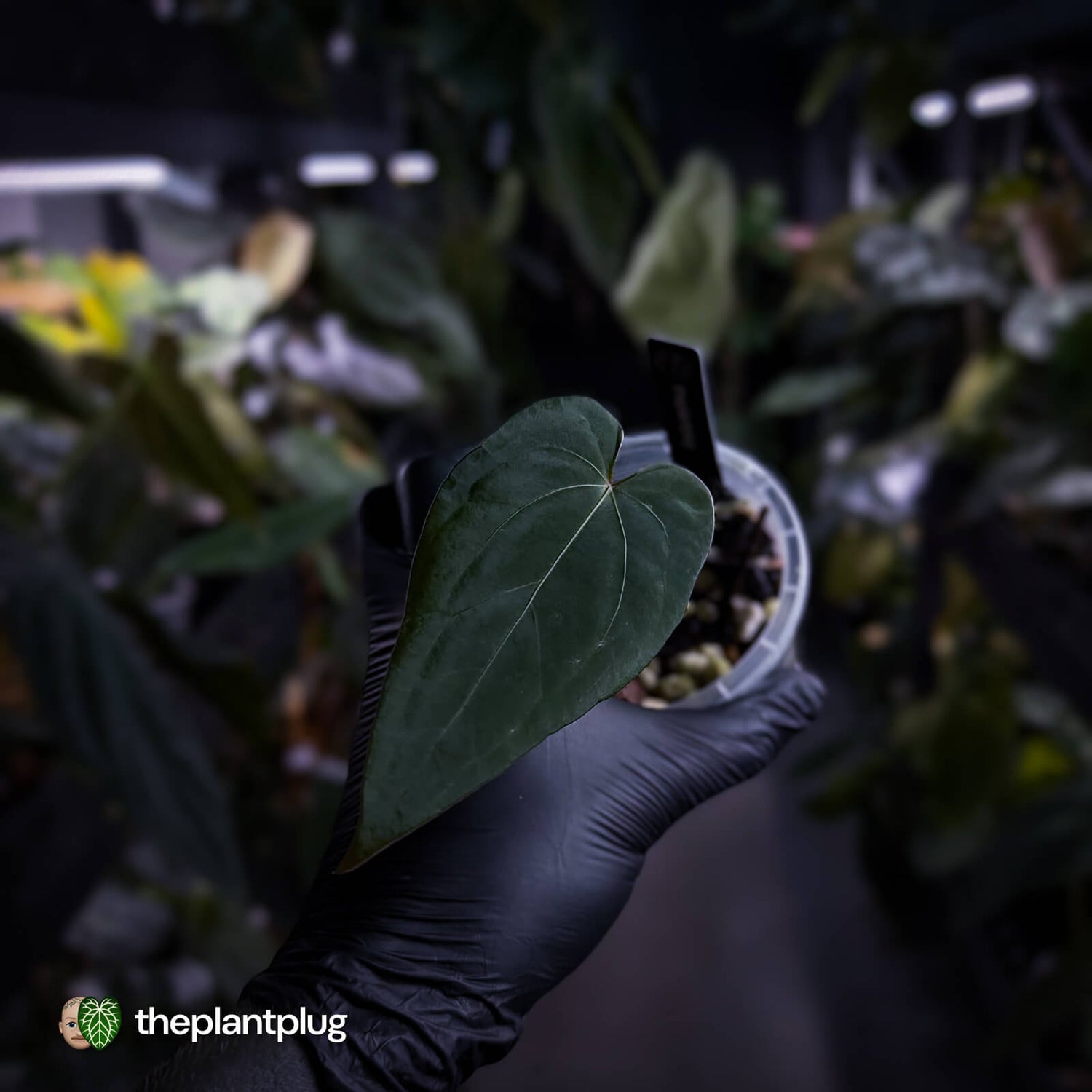 Anthurium #BlackBasilisk '1' • select