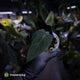Anthurium #BlackBasilisk '1' • select