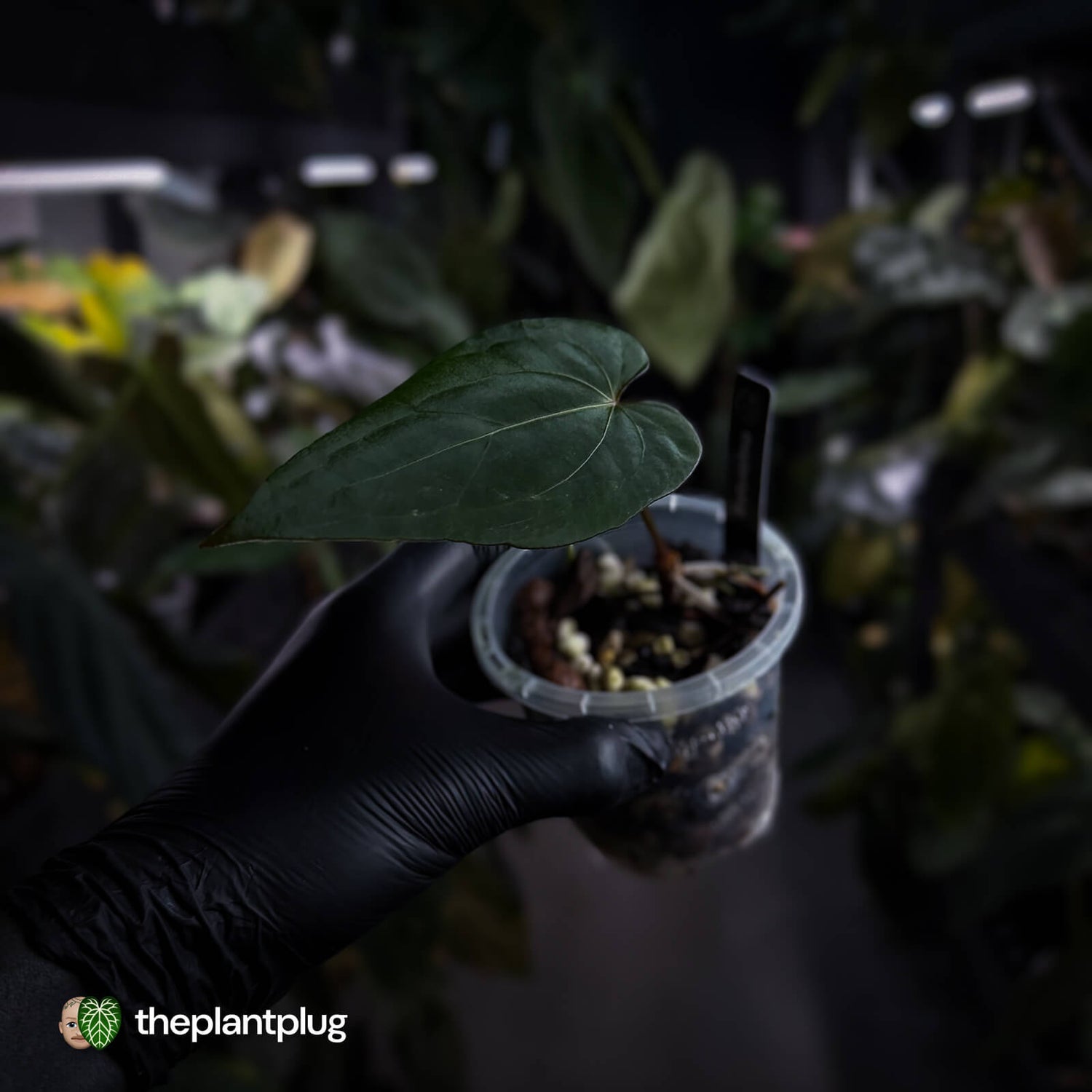 Anthurium #BlackBasilisk '1' • select