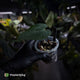 Anthurium #BlackBasilisk '1' • select