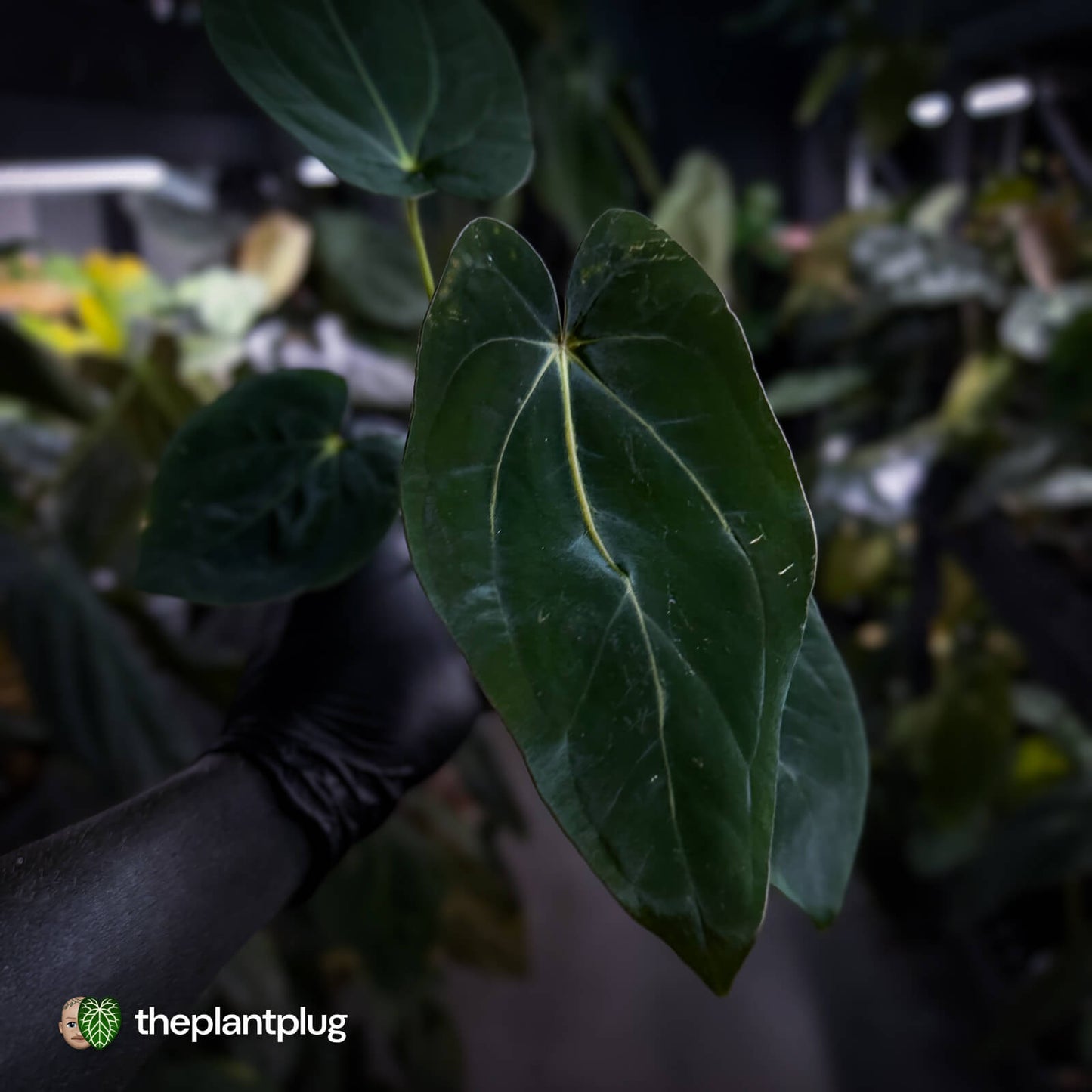 Anthurium (carla x dress) x antolakii • holdback