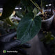 Anthurium (carla x dress) x antolakii • holdback