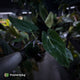 Anthurium (carla x dress) x antolakii • holdback