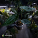 Anthurium (carla x dress) x antolakii • holdback