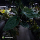 Anthurium (carla x dress) x antolakii • holdback