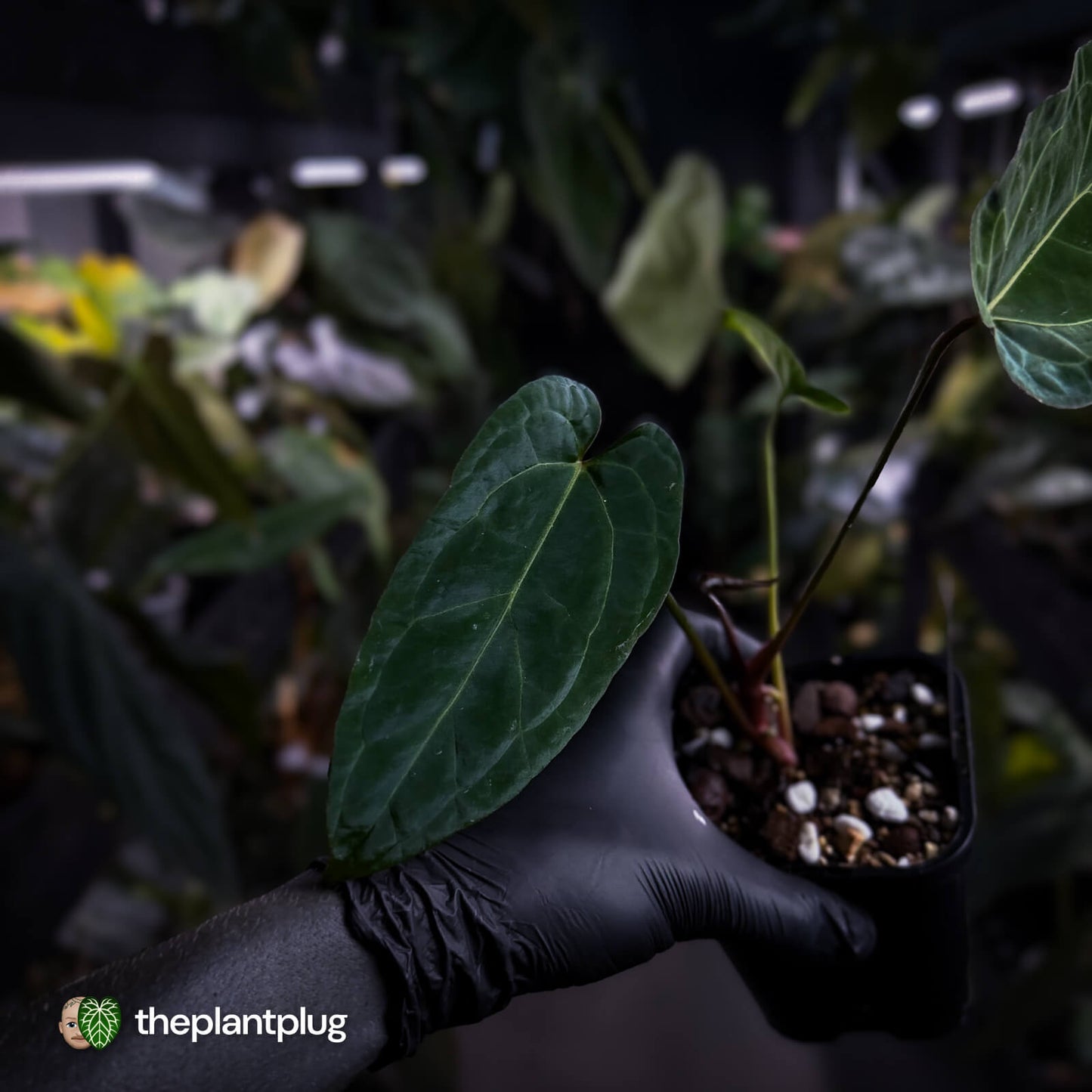 Anthurium (Zara Michelle x pap) x 'Jayda'