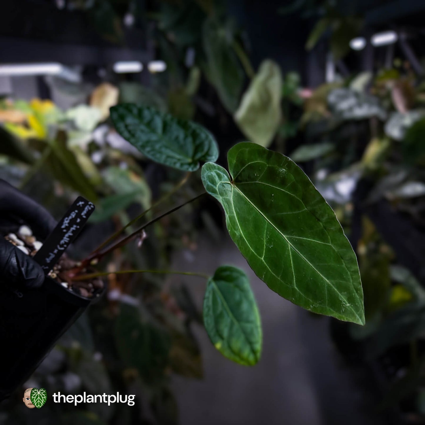 Anthurium (Zara Michelle x pap) x 'Jayda'