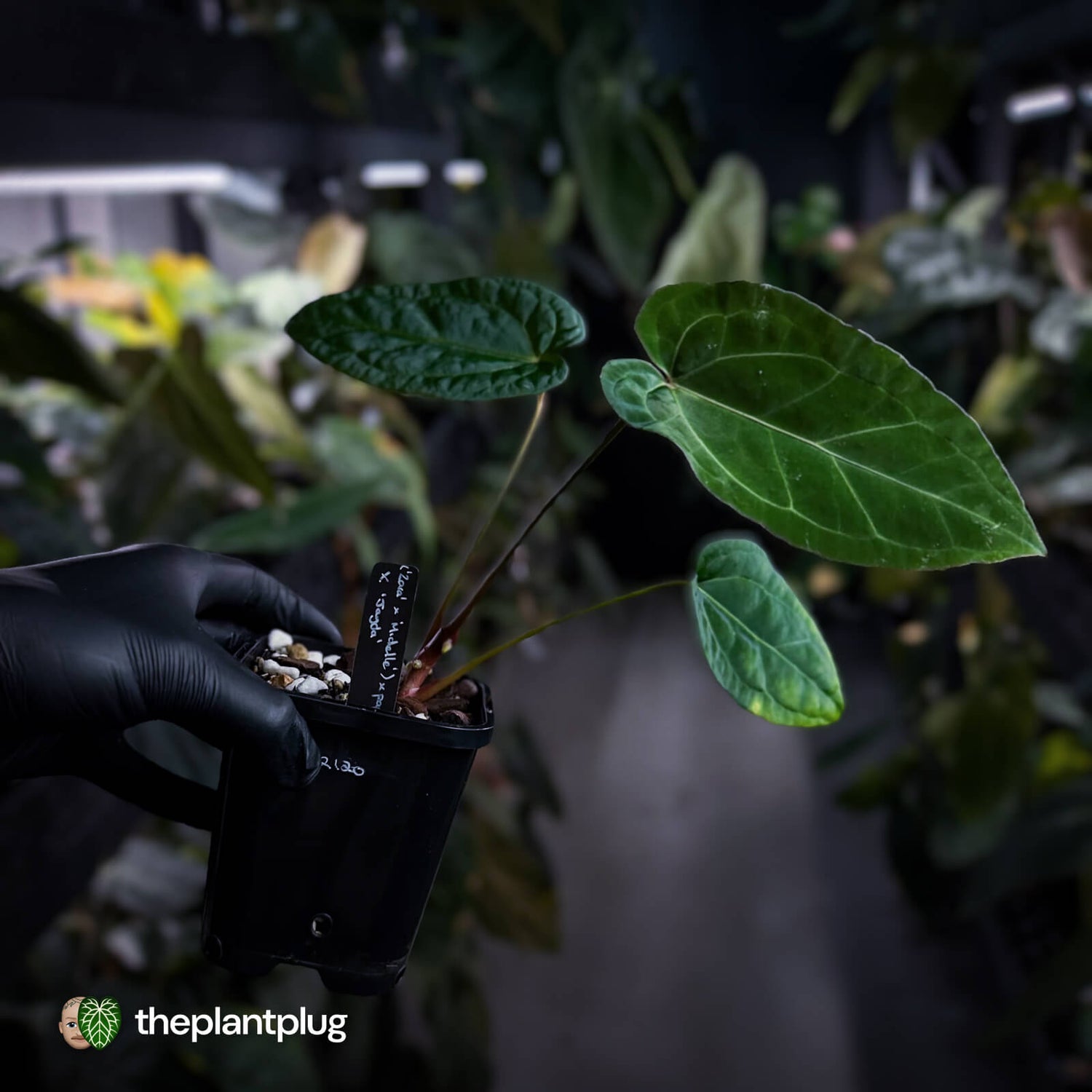 Anthurium (Zara Michelle x pap) x 'Jayda'