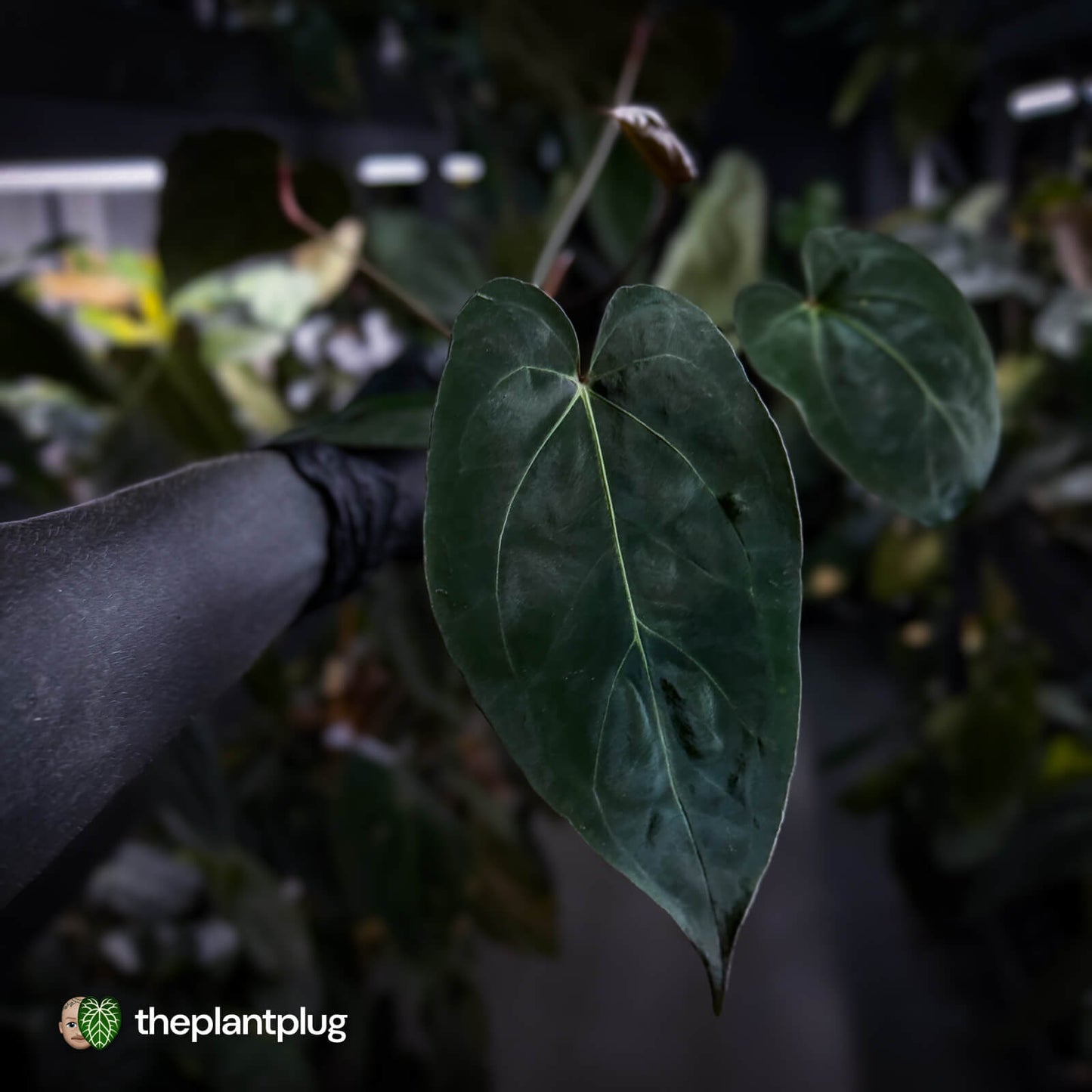 Anthurium Midnight Velvet x crystallinum hybrid