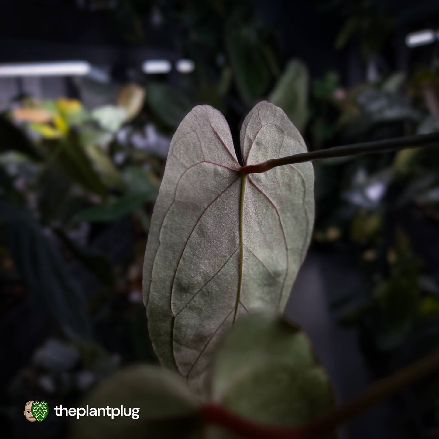 Anthurium Midnight Velvet x crystallinum hybrid