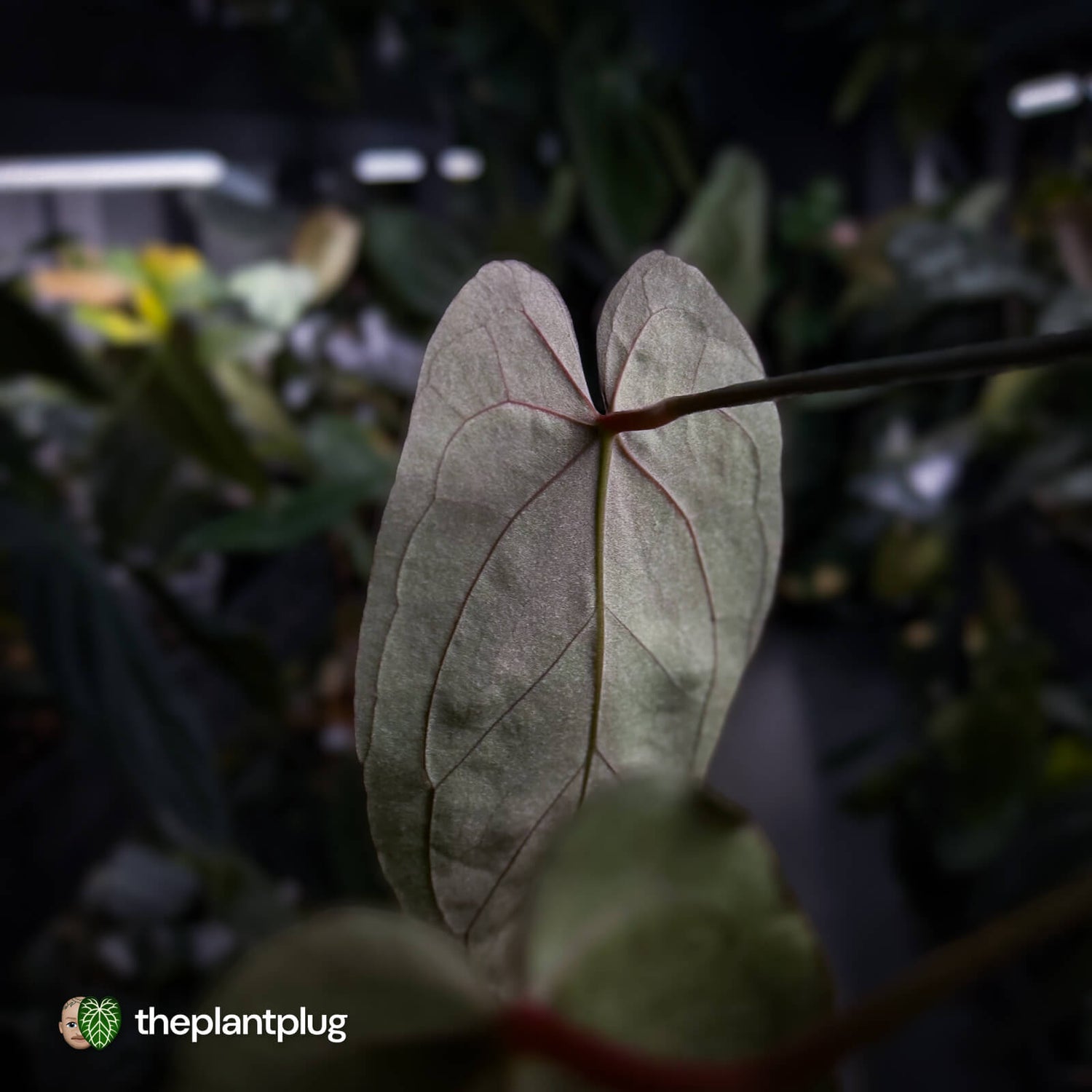 Anthurium Midnight Velvet x crystallinum hybrid