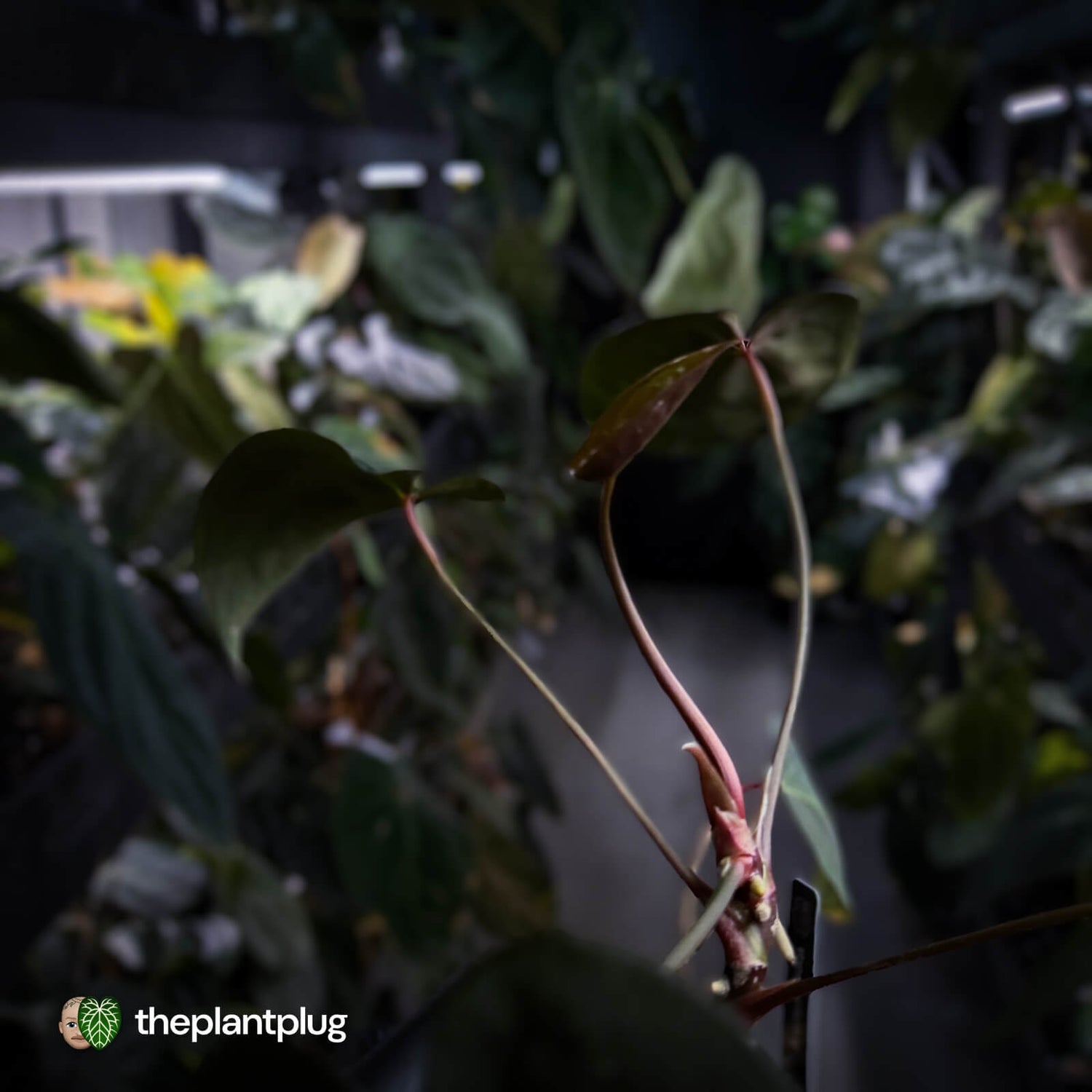 Anthurium Midnight Velvet x crystallinum hybrid