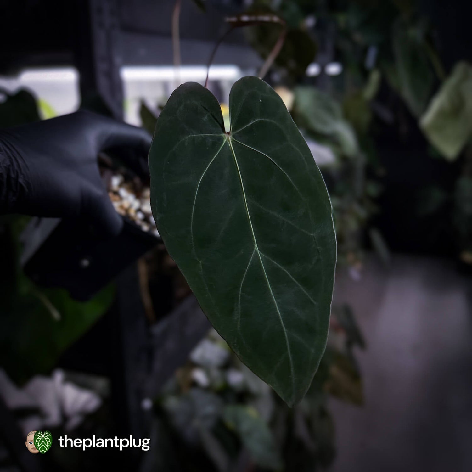 Anthurium Midnight Velvet x crystallinum hybrid