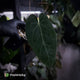 Anthurium Midnight Velvet x crystallinum hybrid
