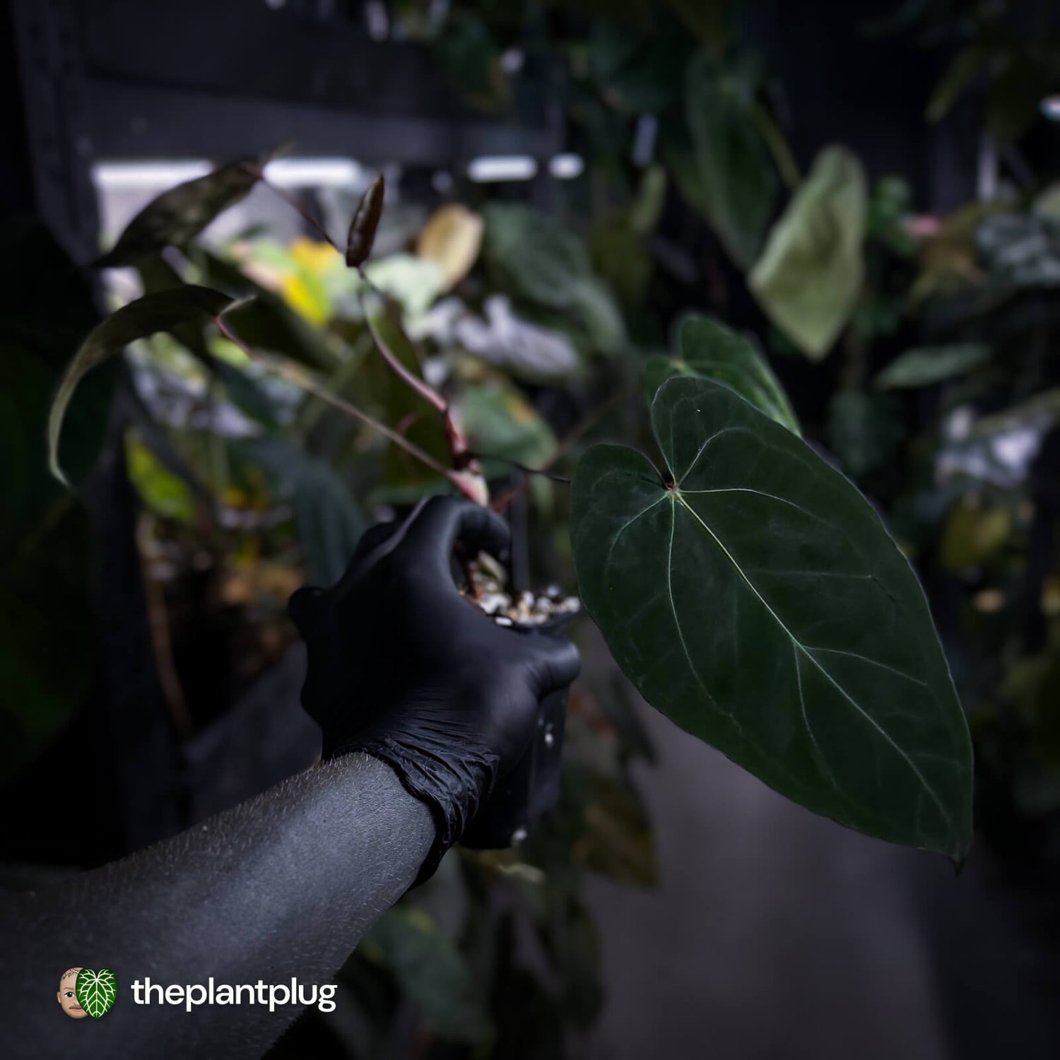 Anthurium Midnight Velvet x crystallinum hybrid