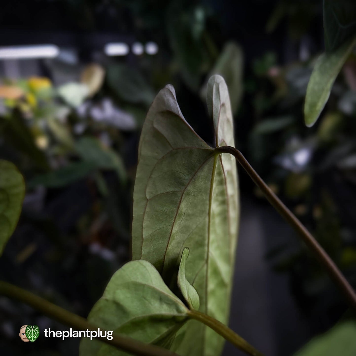 Anthurium 'NSE dressleri' x (papillilaminum 'RL' s1) • select