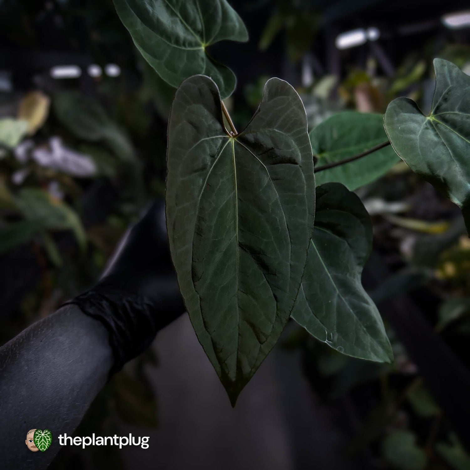 Anthurium 'NSE dressleri' x (papillilaminum 'RL' s1) • select