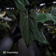 Anthurium 'NSE dressleri' x (papillilaminum 'RL' s1) • select