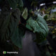 Anthurium 'NSE dressleri' x (papillilaminum 'RL' s1) • select