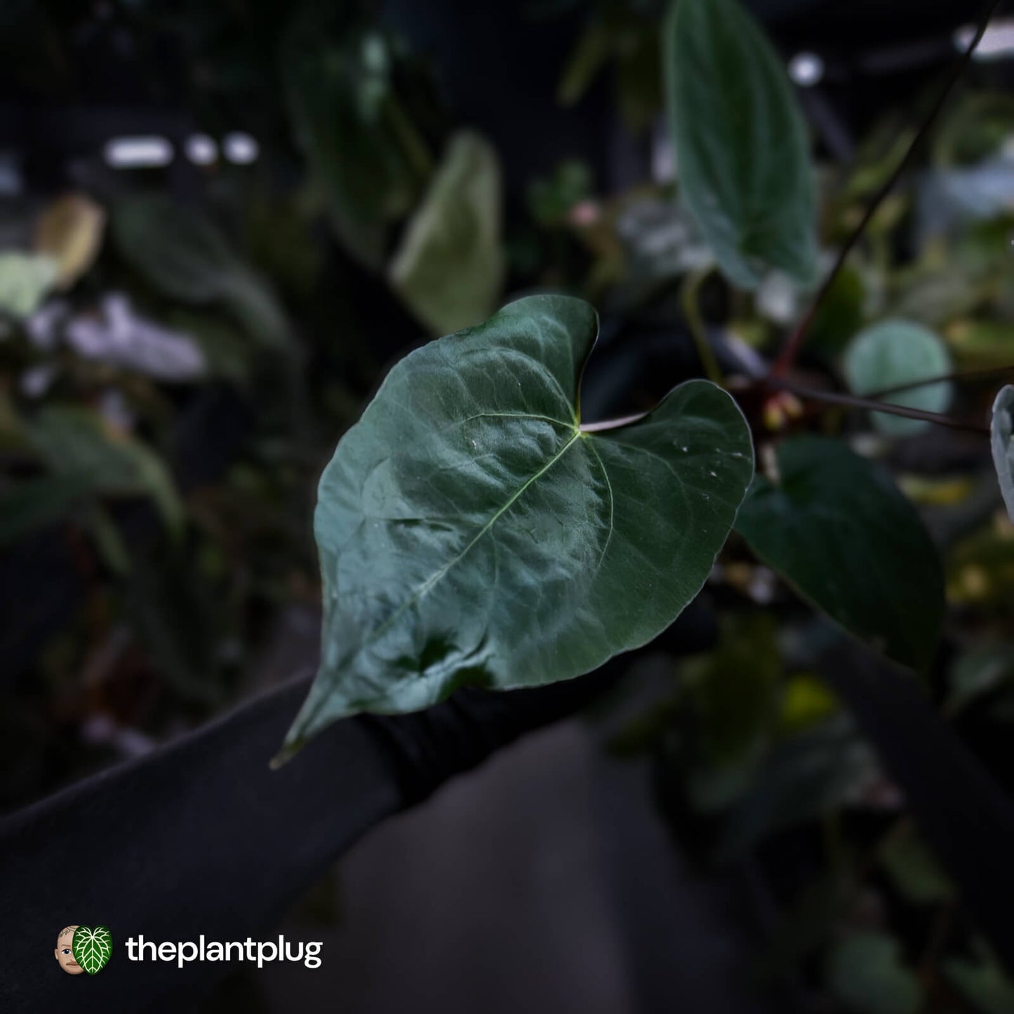 Anthurium 'NSE dressleri' x (papillilaminum 'RL' s1) • select