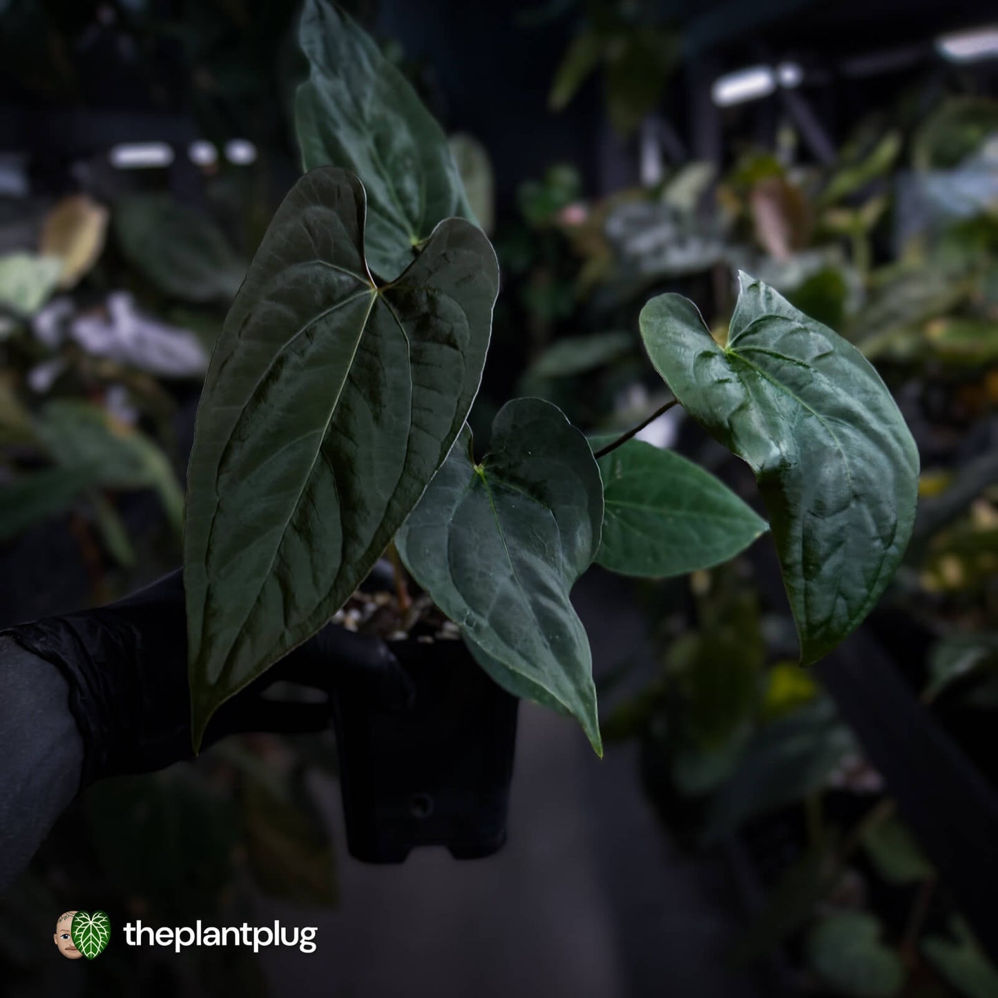 Anthurium 'NSE dressleri' x (papillilaminum 'RL' s1) • select