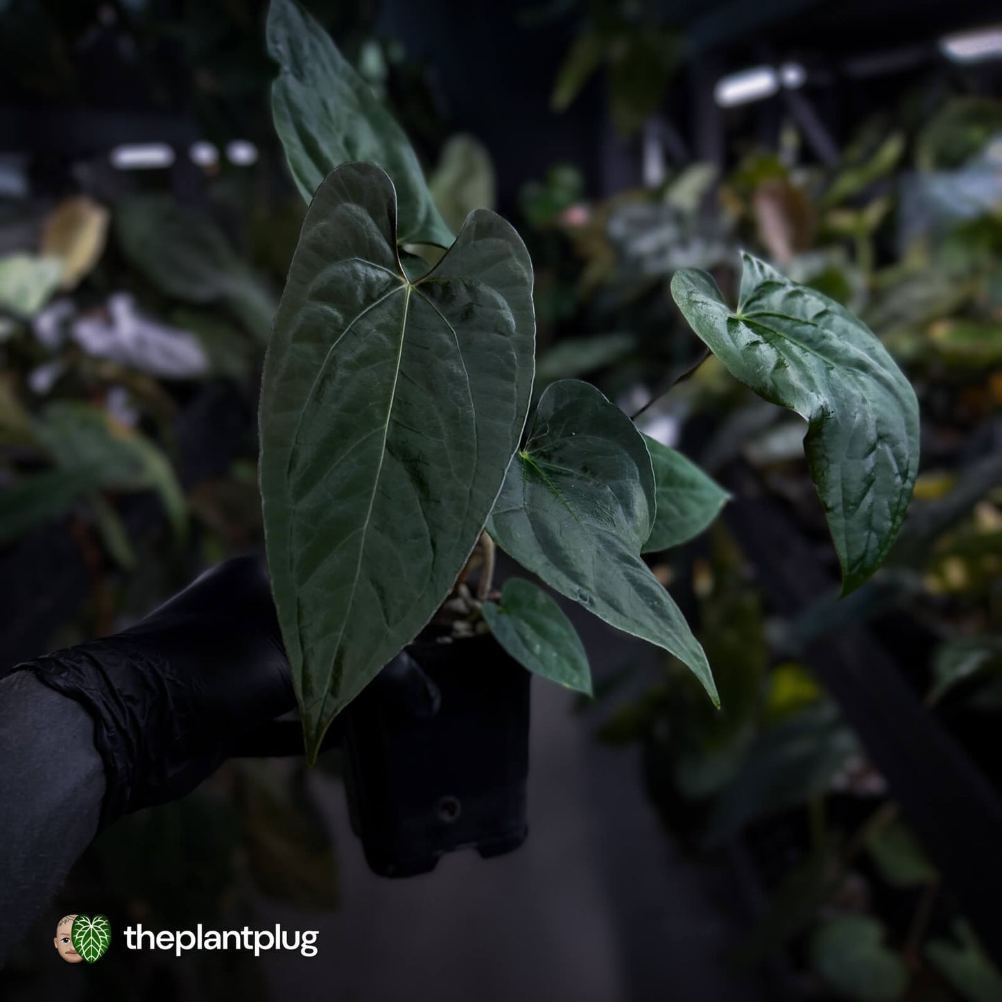 Anthurium 'NSE dressleri' x (papillilaminum 'RL' s1) • select