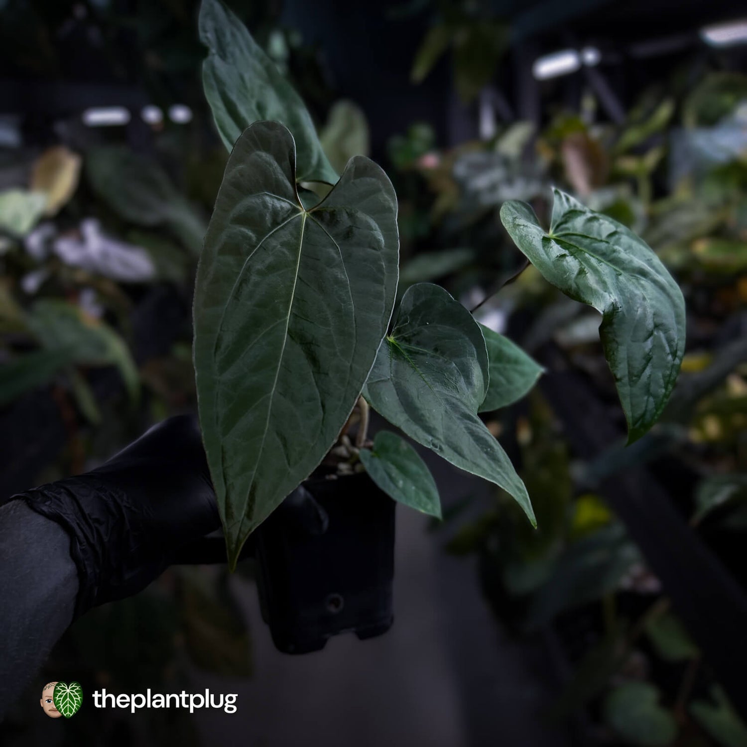 Anthurium 'NSE dressleri' x (papillilaminum 'RL' s1) • select