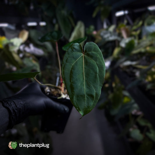 Anthurium Midnight Velvet x crystallinum hybrid