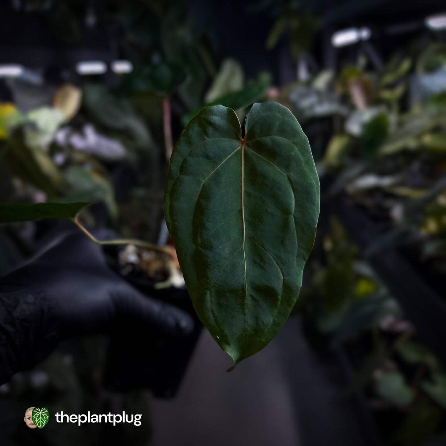 Anthurium Midnight Velvet x crystallinum hybrid