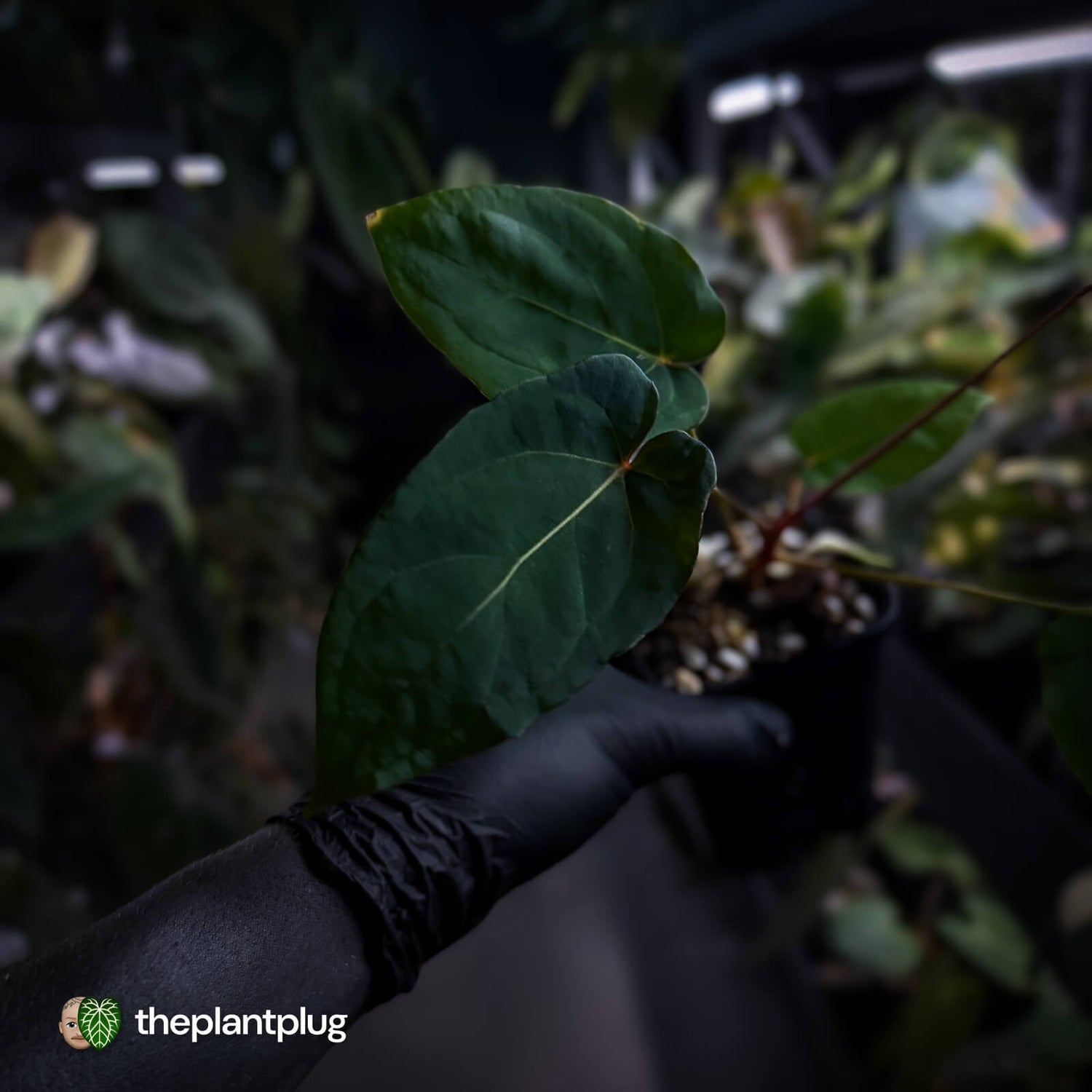 Anthurium Midnight Velvet x crystallinum hybrid