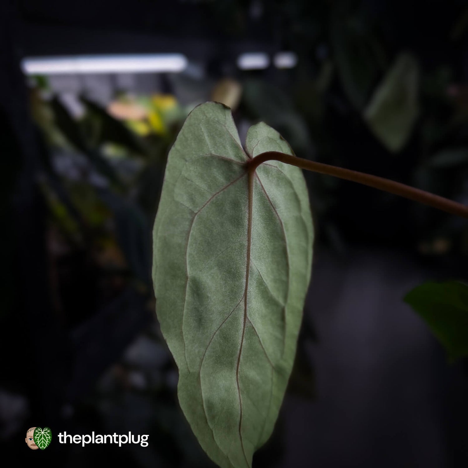 Anthurium Midnight Velvet x crystallinum hybrid