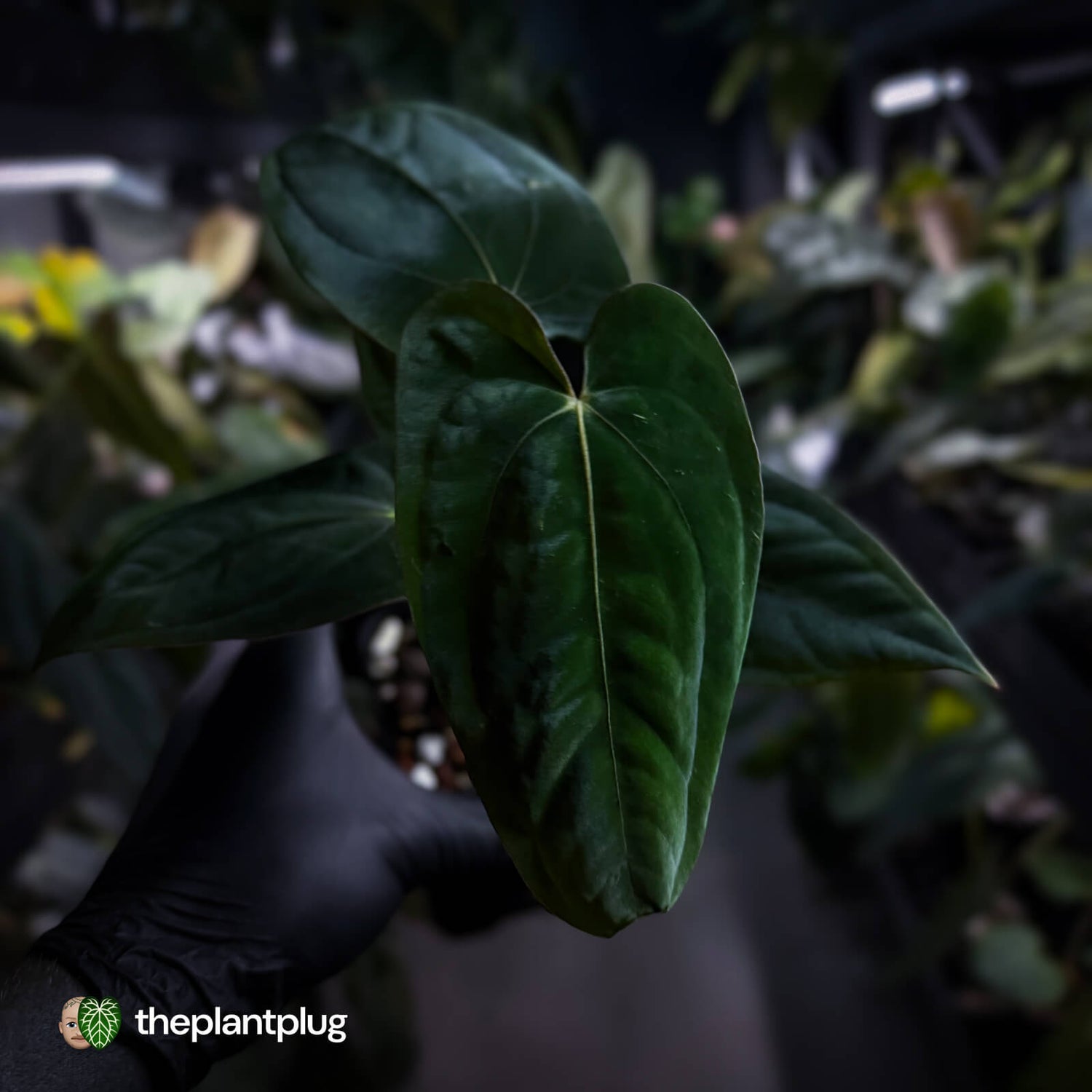 Anthurium papillilaminum 'RA6' x antolakii / 'BVEP'