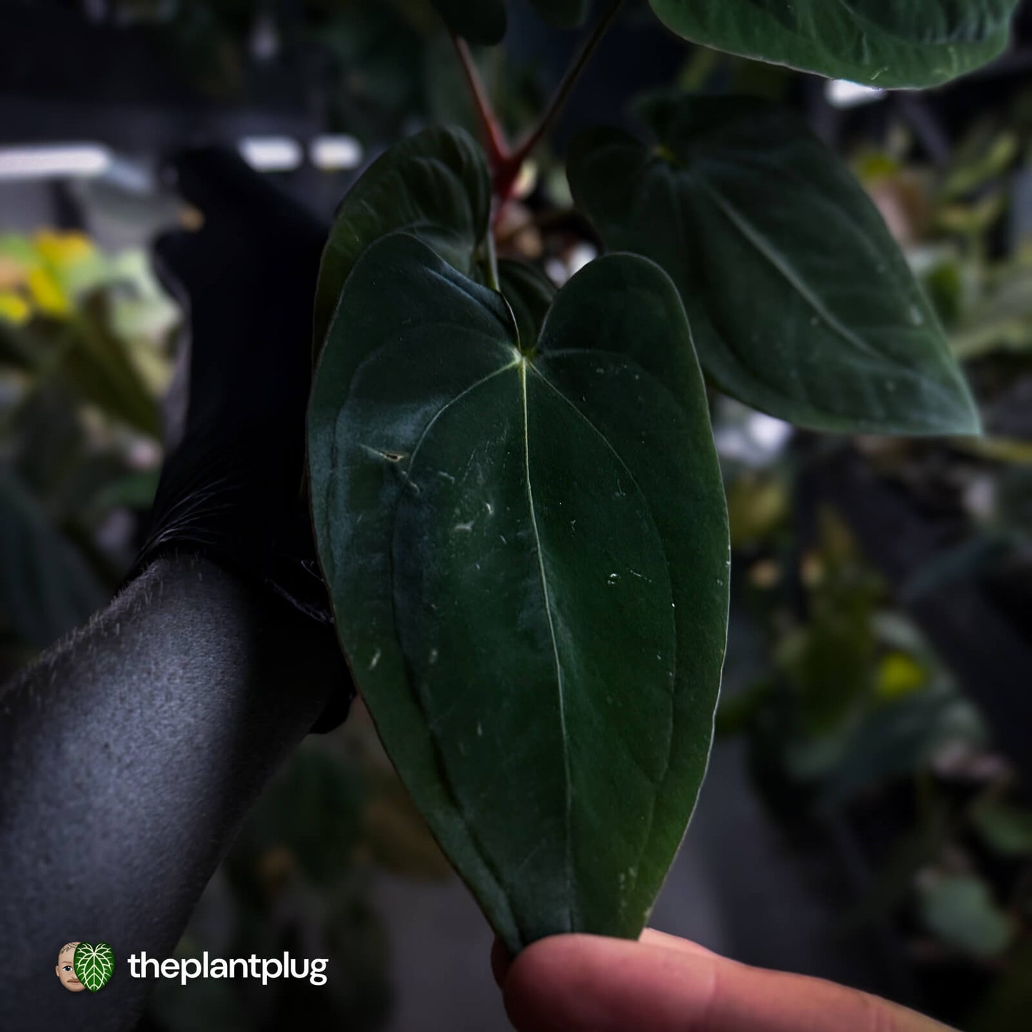 Anthurium papillilaminum 'RA6' x antolakii / 'BVEP'